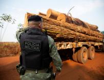Un policía militar brasileño observa un camión con árboles talados