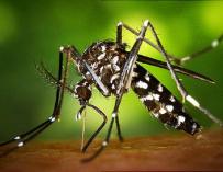 Mosquito tigre ejemplar ecologistas advierten daño