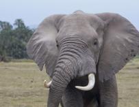 Elefante en la sabana africana.  Comercio de marfil  Tráfico de especies