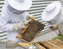 Apicultores con abejas