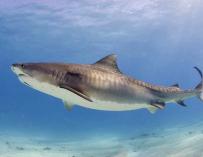 Fotografía de un tiburón tigre.