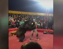 Fotografía de un oso atacando a su entrenador en un circo de Rusia.