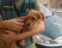 El pequeño cachorro fue rescatado y ha sido adoptado. /Guardia Civil