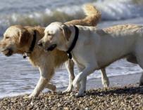 Un golden retriever y un labrador retriever pasean por una playa. EFE/A. Dalmau