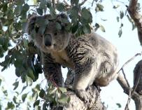 Los koalas se bajan de los eucaliptos ante el aumento del calor y las sequías
