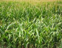 ONG ambientales, de agricultores y consumidores piden a España que se oponga a la autorización del maíz transgénico 1507