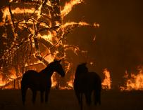 Incendios Australia animales