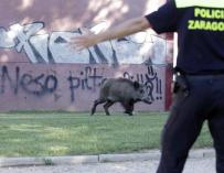 Policía pastoreando a un jabalí en suelo urbano