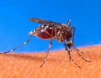 Cuba está en alerta máxima por el aumento de los mosquitos que transmiten el dengue