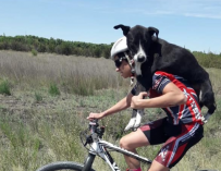 Fotografía del perro deshidratado salvado por ciclistas en Argentina.