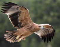 Ejemplar de águila imperial ibérica