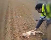 Fotografía del zorro maltratado por un cazador en Huesca.