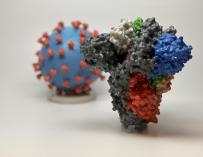 Impresión en 3D de la proteína del SARS-CoV-2, el virus que causa el COVID-19. /NIH