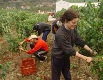 Cáritas La Rioja colabora en los dispositivos municipales de temporeros en la campaña que ahora comienza