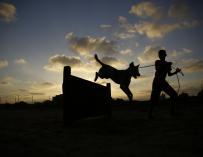 Los perros callejeros de Franja de Gaza ya tienen un refugio