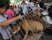 Festival de la carne de perro de Yulin
