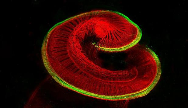 Cóclea de rata neonatal con células ciliadas sensoriales (en verde) y neuronas ganglionares espirales (rojo).