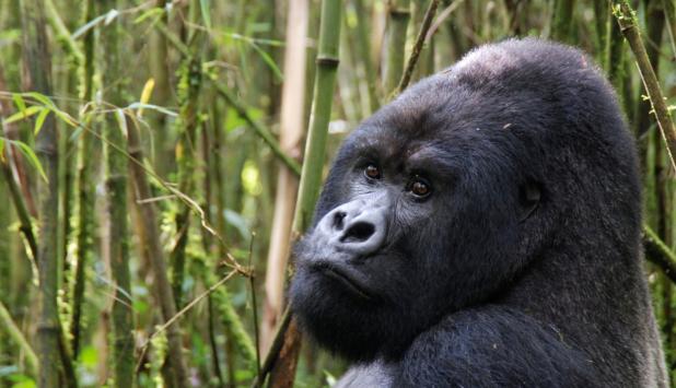 Imagen de un gorila en libertad