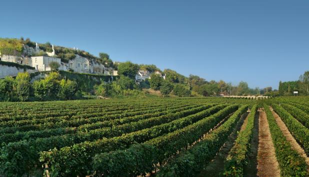 Fotografía de un viñedo en Loire (Francia).