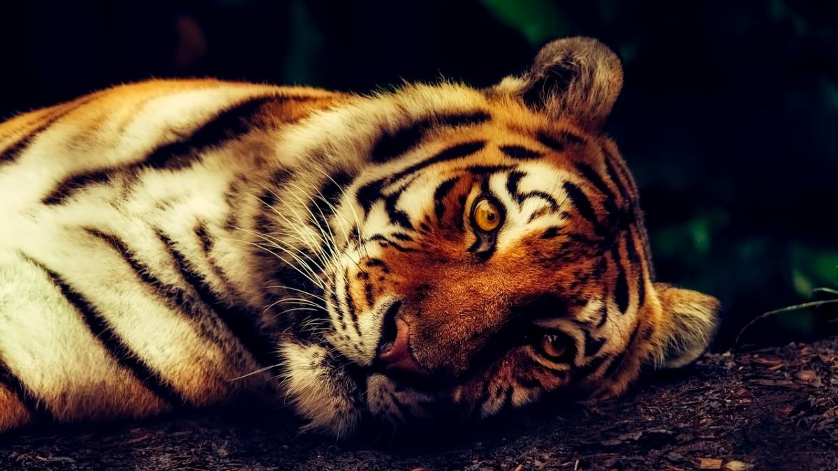 Mueren 86 de los 147 tigres que fueron rescatados de un templo en Tailandia